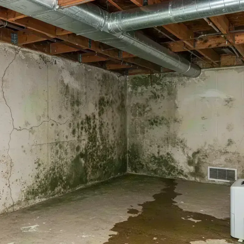 Professional Mold Removal in Marshall, MO